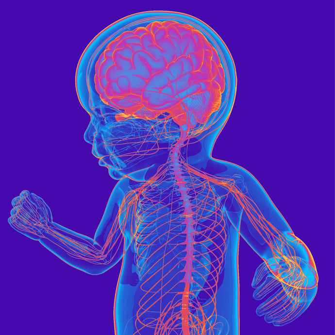 Exploring the Vagus Nerve: A Key Player in Sensory Processing Disorder